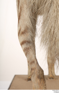 Striped Hyena Hyaena hyaena leg 0068.jpg